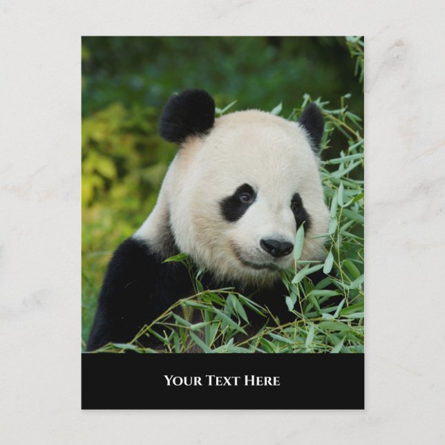 Panda Postcard (Front)
