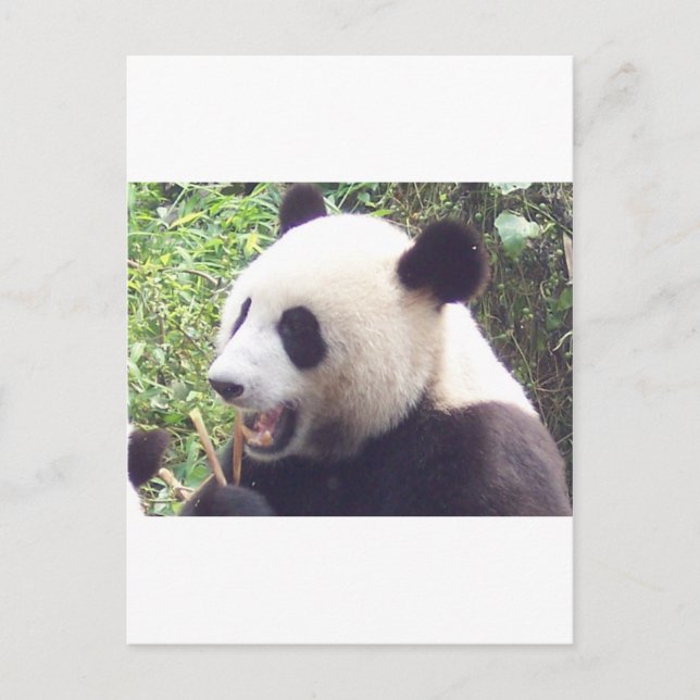Panda Postcard (Front)