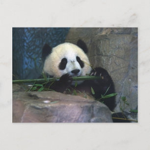 Panda Postcard