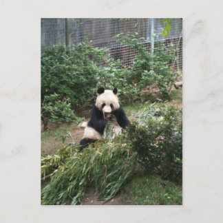 Panda Postcard