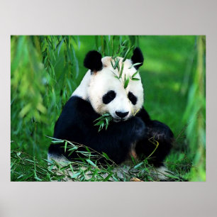 Panda Posters Prints - Panda Eating Leaves Poster