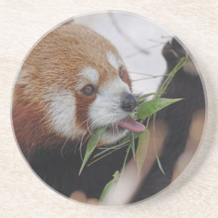 panda red animal print cute coaster
