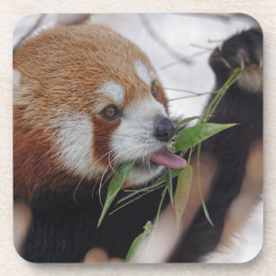 panda red animal print cute coaster