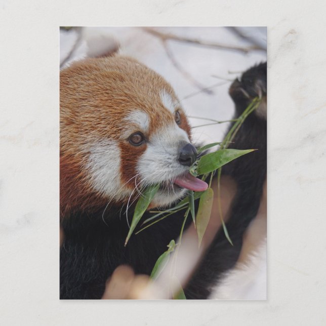 panda red animal print cute postcard (Front)