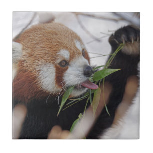 panda red animal print cute tile