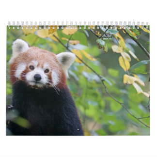 Panda Roux Calendar Red panda Calendar Calendar