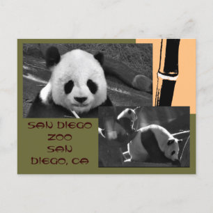 Panda San Diego Zoo Postcard