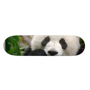 Panda Skateboard