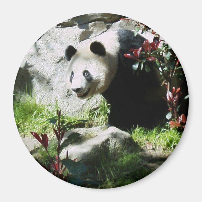 Panda Smile Magnet (Front)