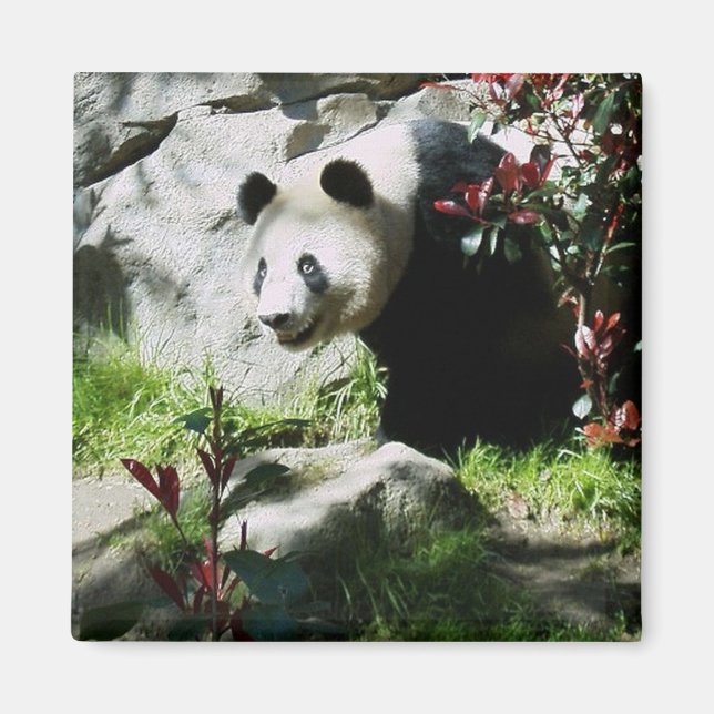 Panda Smile magnet (Front)