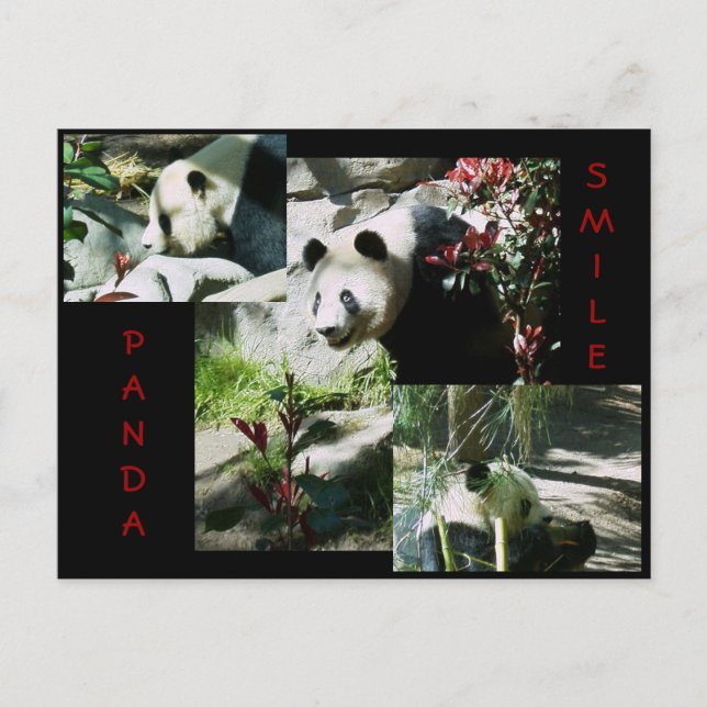 PANDA SMILE POSTCARD (Front)