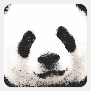 Panda Square Sticker