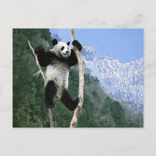 Panda Stuck In Tree Postcard