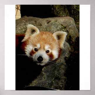 Panda watch poster