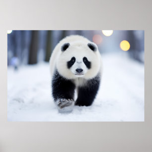 Panda Wildlife Animal On Street Outdoors Poster