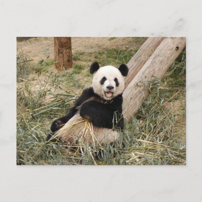 PandaM001 Postcard (Front)