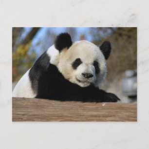 PandaM011 Postcard
