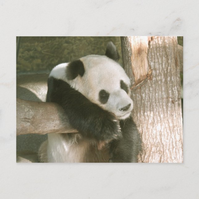 PandaM016 Postcard (Front)