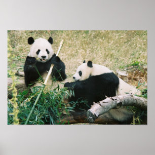 Pandas (3) Poster