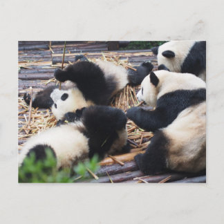 Pandas, Chengdu, China Postcard