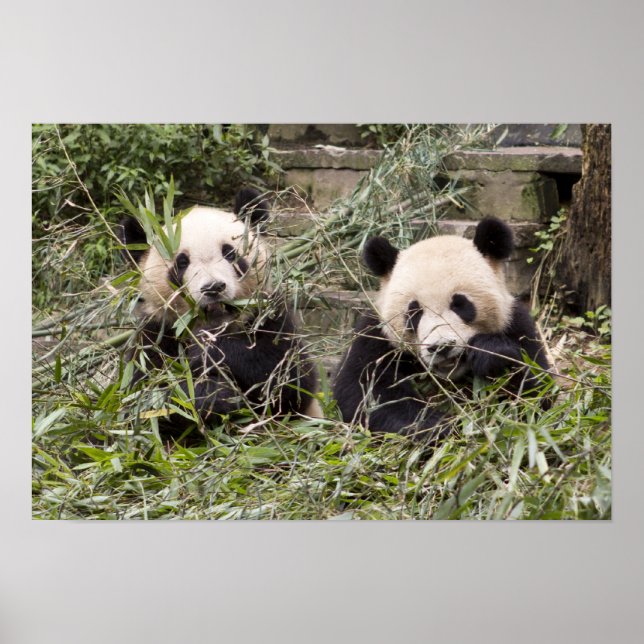 Pandas Eating Bamboo! Poster (Front)