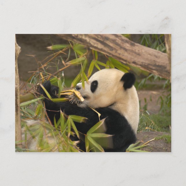 PandaSD008 Postcard (Front)