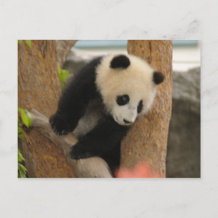 PandaSD009 Postcard
