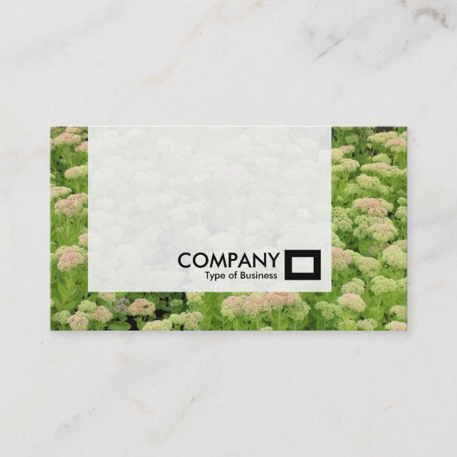 Panel - Sedum (Autumn Joy) Business Card (Front)