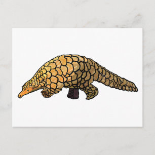 Pangolin Postcard