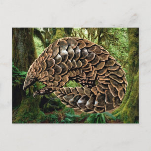 Pangolin Postcards