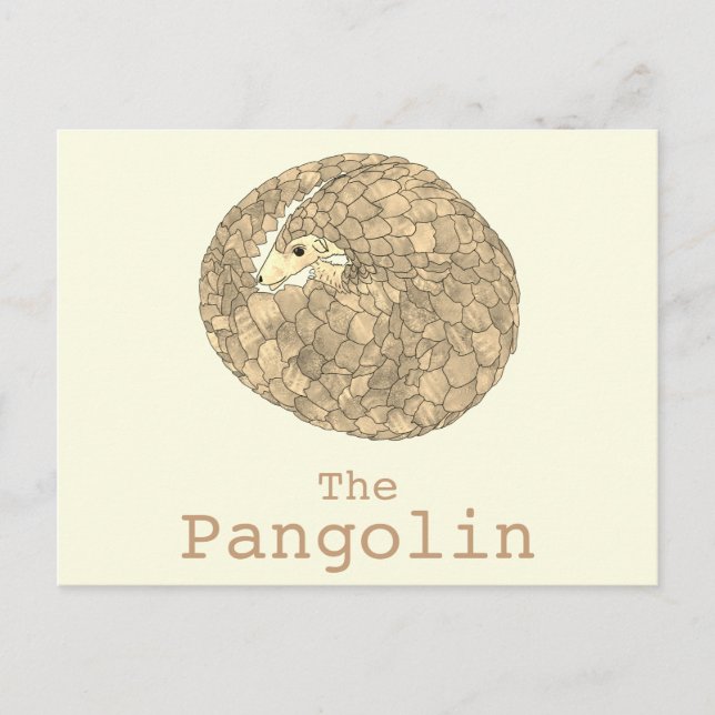 Pangolin Wildlife Endangered Species Animal Art Postcard (Front)
