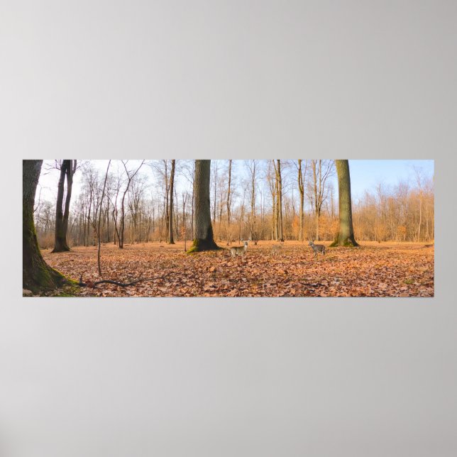 Panorama Poster (Front)