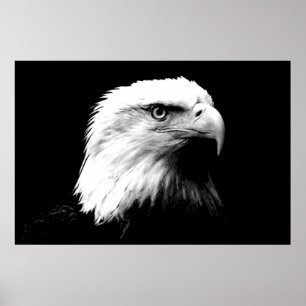 Panoramic Bald Eagle American Eagle Poster Print