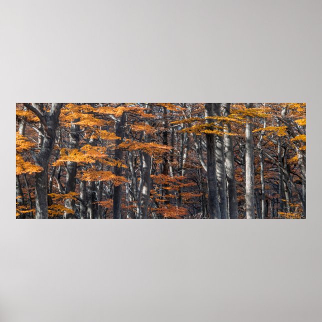 Panoramic forest landscape, ushuaia, argentina poster (Front)