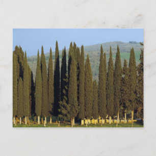 panoramic view of cypress trees near Siena Postcard
