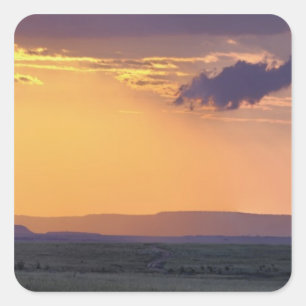Panoramic view of single acacia tree at square sticker