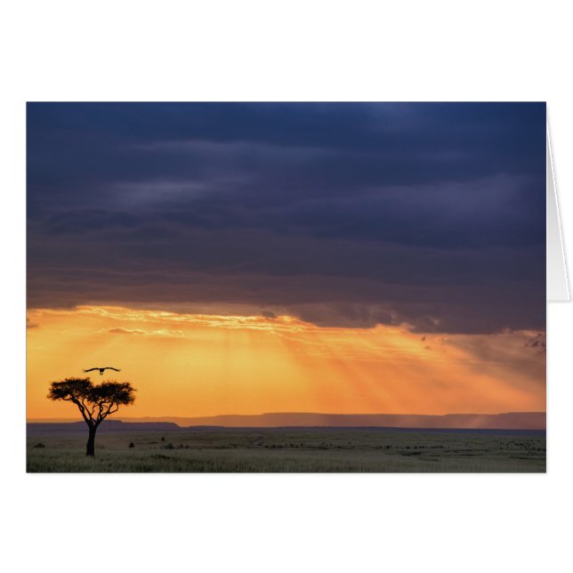 Panoramic view of Vulture and acacia tree (Front Horizontal)
