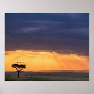 Panoramic view of Vulture and acacia tree Poster