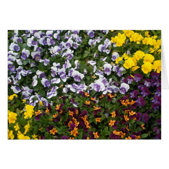 Pansies (Front Horizontal)