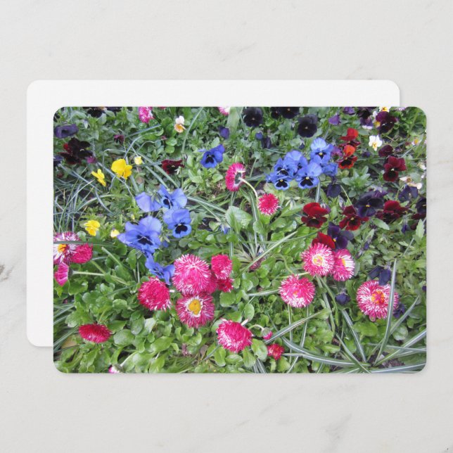Pansies and Daisies Holiday Card (Front/Back)