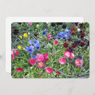 Pansies and Daisies Holiday Card