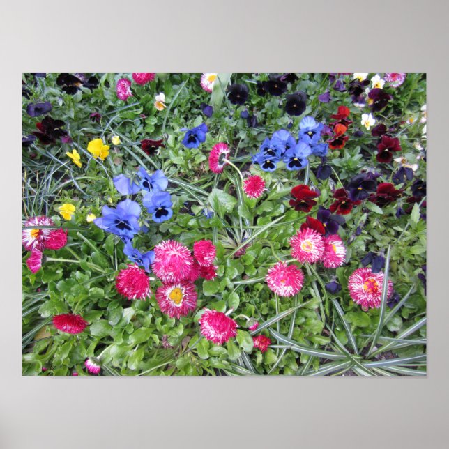 Pansies and Daisies Poster (Front)