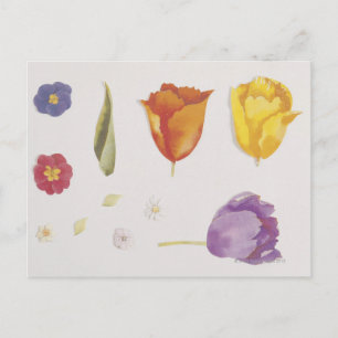 Pansies and Tulips Postcard