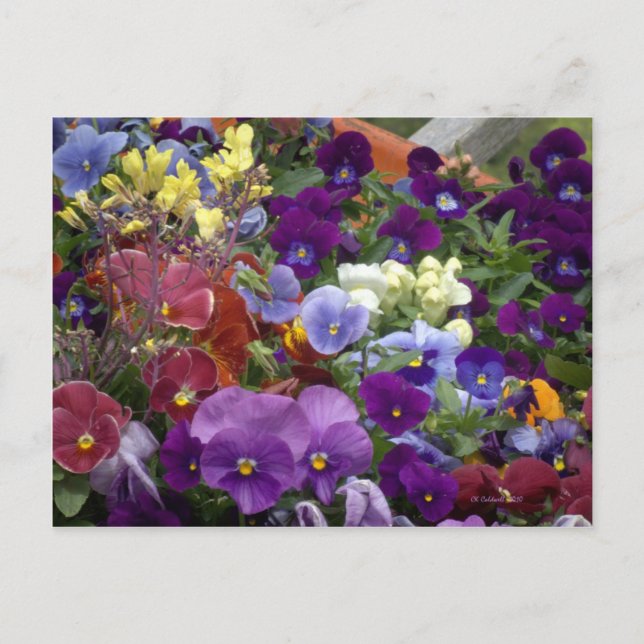 Pansies in a Wheelbarrow Postcard (Front)