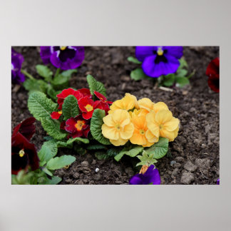pansies in the ground poster