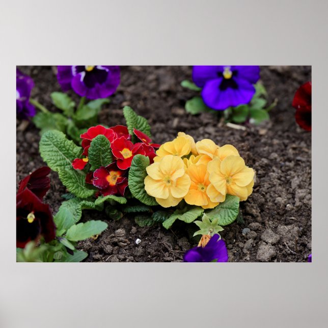 pansies in the ground poster (Front)