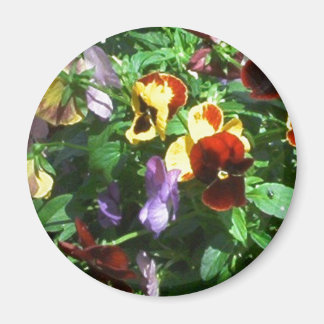 Pansies Magnet