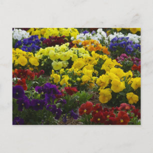 Pansies On Postcard