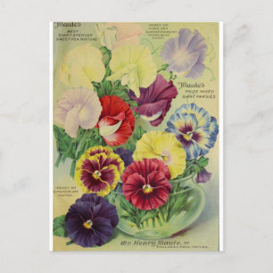 Pansies Pansy Flower Botanical Vintage Postcard