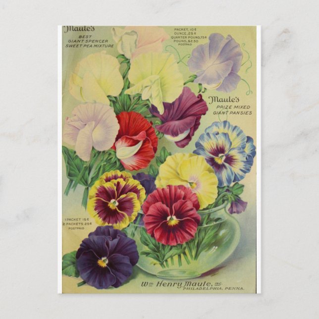 Pansies Pansy Flower Botanical Vintage Postcard (Front)